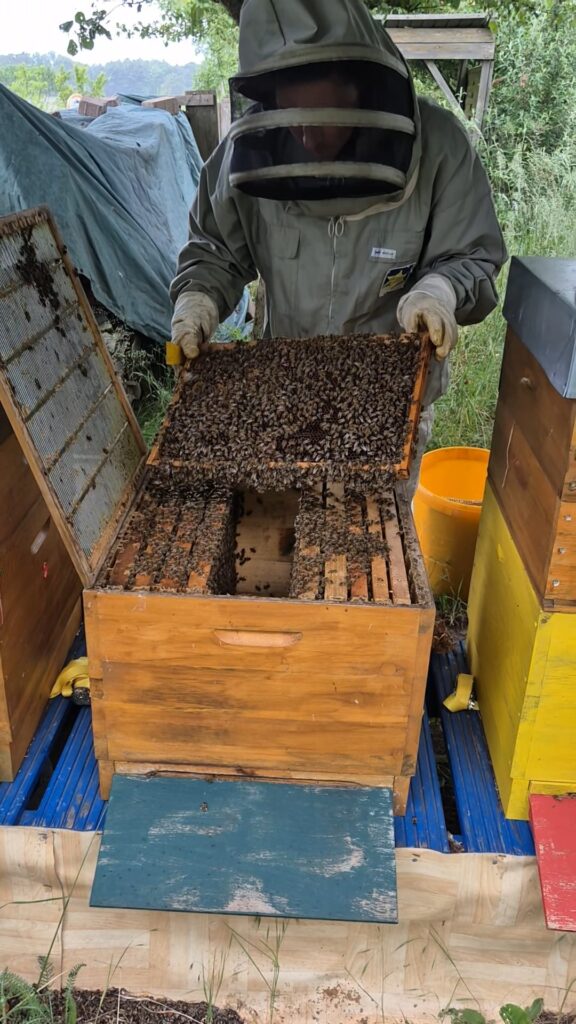 Arbeit an meinen Bienen.